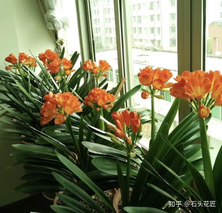 养花窍门儿，养花很简单，看懂这4个“信号”，就知道怎么养好了