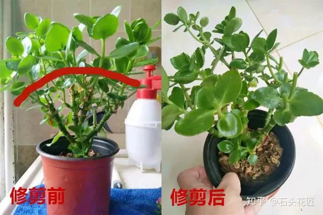 养花窍门儿，养花很简单，看懂这4个“信号”，就知道怎么养好了