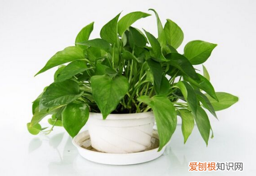 新手种花 养花入门建议，学会这几个养花小技巧，植物疯着长，一个月就能爆盆