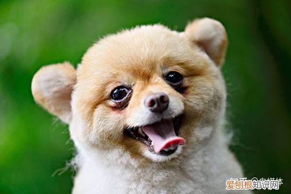 宠物自媒体策划,想做宠物类的自媒体,有什么建议么?