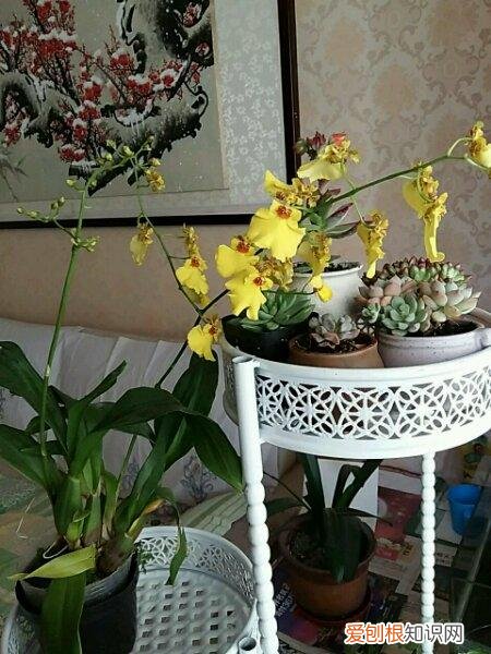 养花的十二种技巧图片,养花10大注意事项,这些都做好了,花想养不好都难!