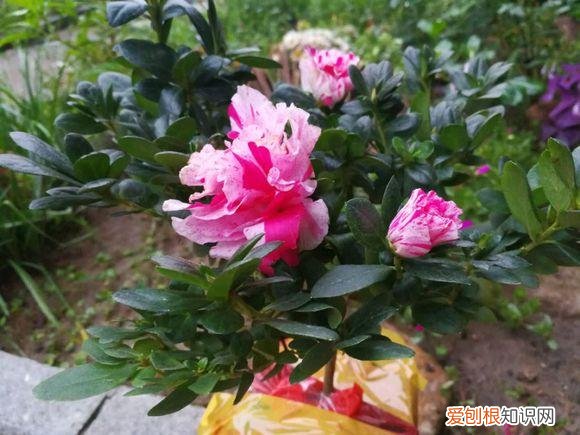 养花的十二种技巧图片,养花10大注意事项,这些都做好了,花想养不好都难!