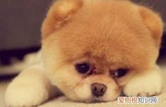 给找个宠物，想做一个有关宠物的网站，但是没有头绪，需要如何搭建？