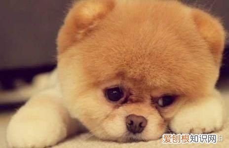 给找个宠物,想做一个有关宠物的网站,但是没有头绪,需要如何搭建?