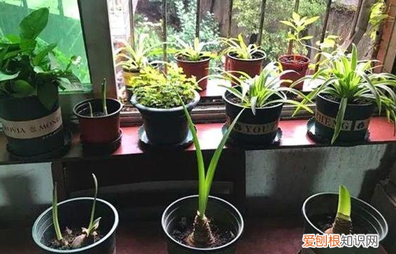 养花的十二种技巧图片,养花有哪些注意事项?掌握5点细节处理,不愁学不会养好花