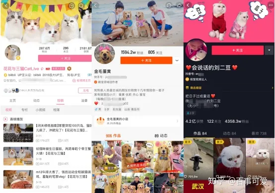 宠物领域自媒体运营方案，自媒体宠物领域好做吗，怎么做？