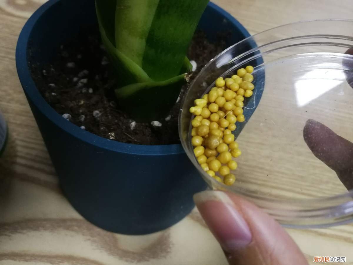 家庭养花的禁忌有哪些,想在家里养花,先看看这5个忌讳,很多人都会犯