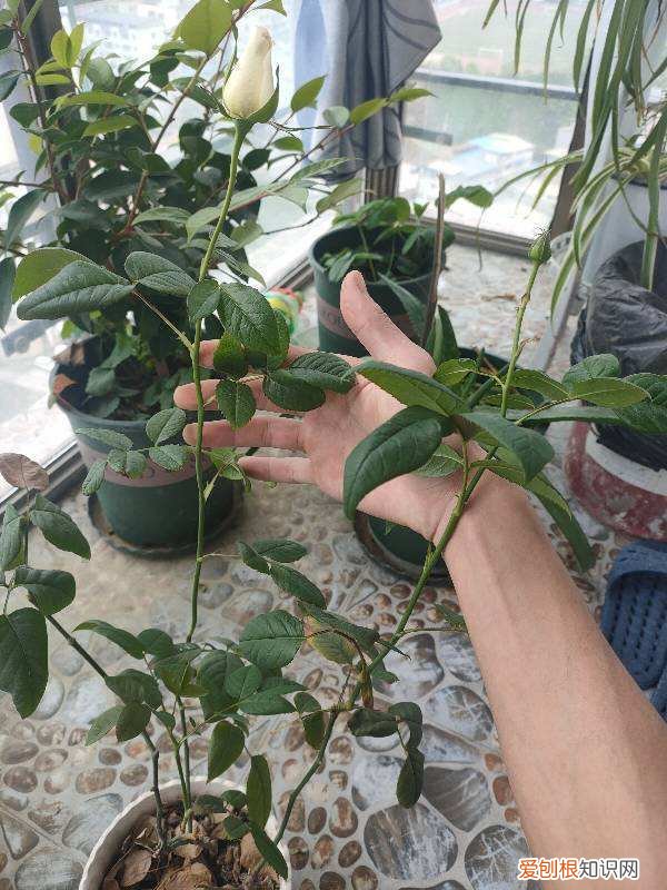 家庭养花的禁忌有哪些,想在家里养花,先看看这5个忌讳,很多人都会犯