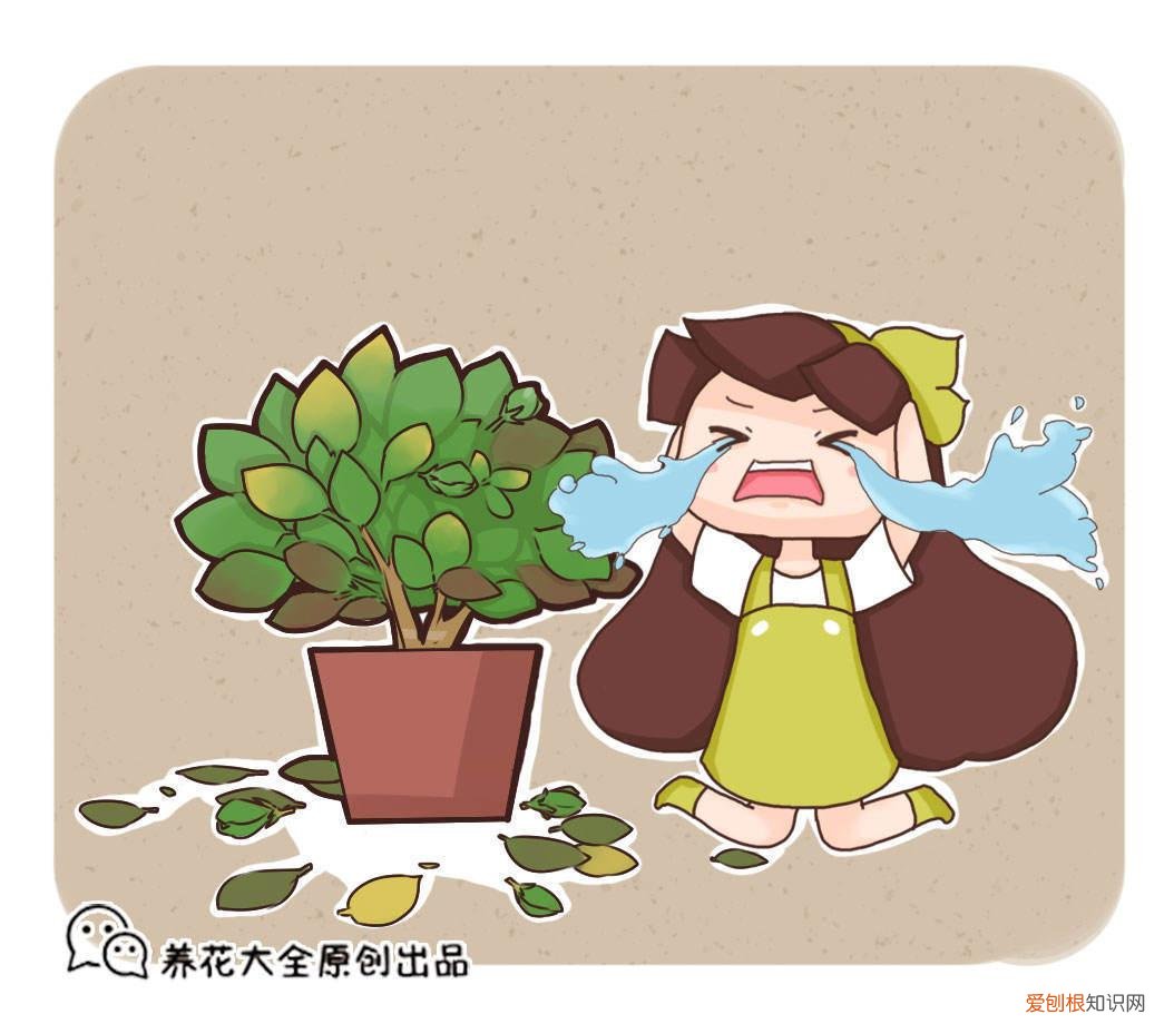家庭养花的禁忌有哪些,想在家里养花,先看看这5个忌讳,很多人都会犯