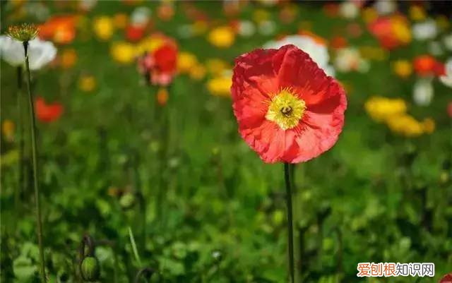 养花土壤湿度，5点养花技巧，教你正确养花，把握光照土壤水分，保证养的绿油油
