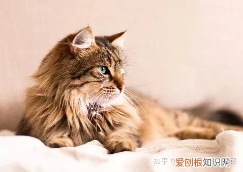 猫狗一定要驱虫吗,宠物知识科普:猫狗为什么要驱虫?养宠家长看过来!