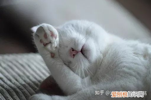 猫狗一定要驱虫吗,宠物知识科普:猫狗为什么要驱虫?养宠家长看过来!