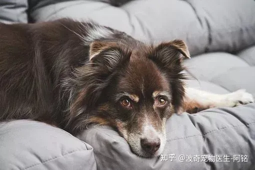 猫狗一定要驱虫吗,宠物知识科普:猫狗为什么要驱虫?养宠家长看过来!