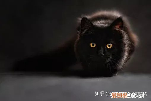 猫狗一定要驱虫吗,宠物知识科普:猫狗为什么要驱虫?养宠家长看过来!