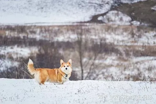 猫狗一定要驱虫吗,宠物知识科普:猫狗为什么要驱虫?养宠家长看过来!