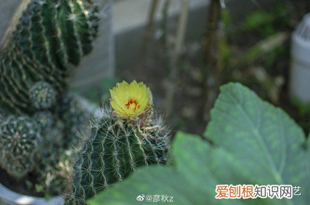 室内花好养活,干货| 室内养花,记住这八点,养活1000盆花!