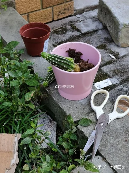 室内花好养活,干货| 室内养花,记住这八点,养活1000盆花!