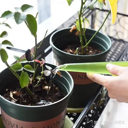 室内花好养活,干货| 室内养花,记住这八点,养活1000盆花!