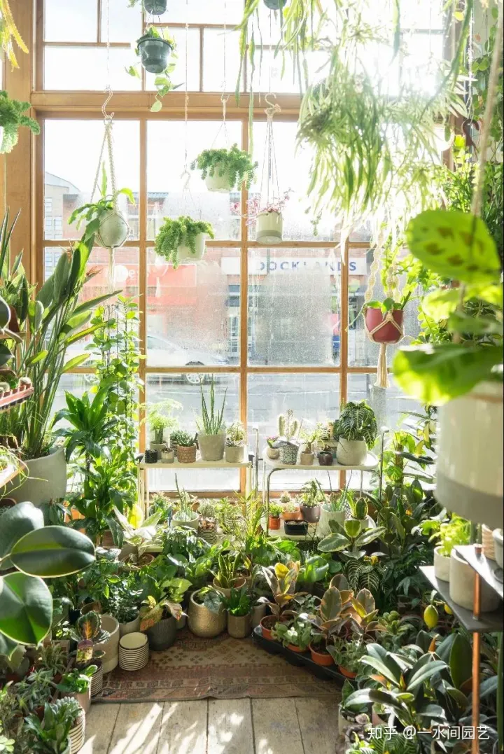 室内花好养活,干货| 室内养花,记住这八点,养活1000盆花!