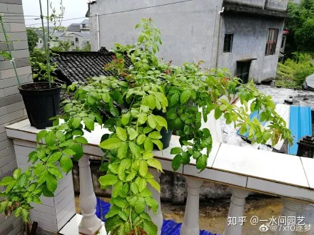 室内花好养活,干货| 室内养花,记住这八点,养活1000盆花!