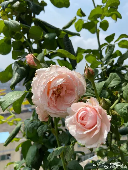 室内花好养活,干货| 室内养花,记住这八点,养活1000盆花!