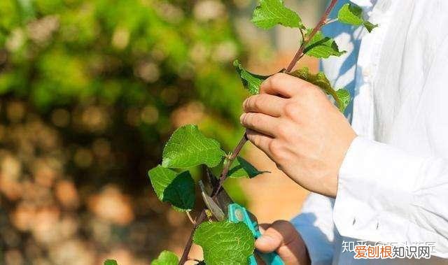 花匠大叔教你养花视频下载,春天养花,石头花匠教你“4句”口诀,都是养花“妙招”