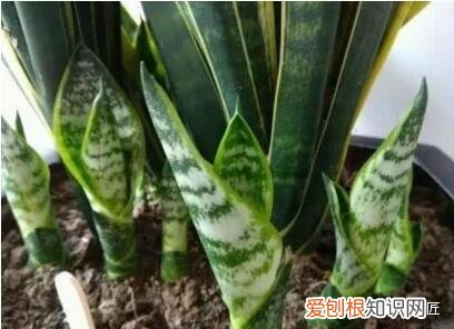 花匠大叔教你养花视频下载,春天养花,石头花匠教你“4句”口诀,都是养花“妙招”