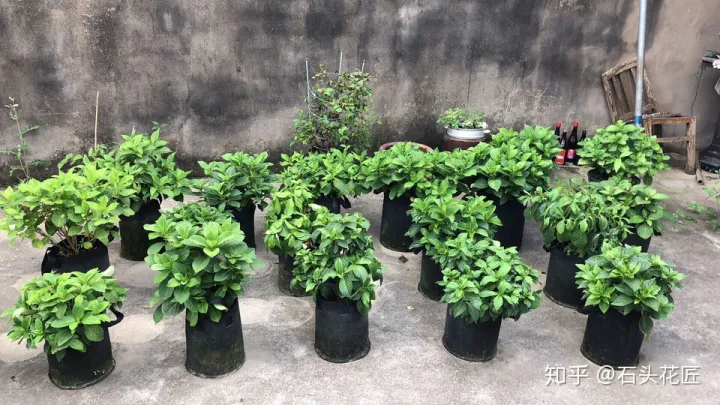 花匠大叔教你养花视频下载,春天养花,石头花匠教你“4句”口诀,都是养花“妙招”