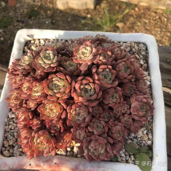 花匠大叔教你养花视频下载,春天养花,石头花匠教你“4句”口诀,都是养花“妙招”