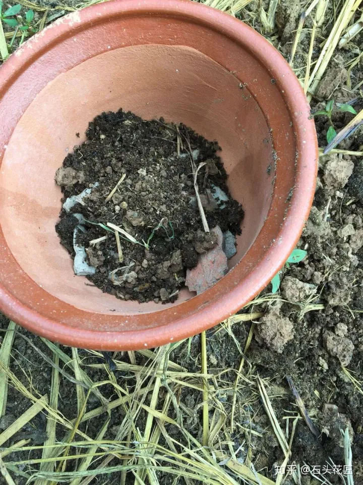 花匠大叔教你养花视频下载,春天养花,石头花匠教你“4句”口诀,都是养花“妙招”
