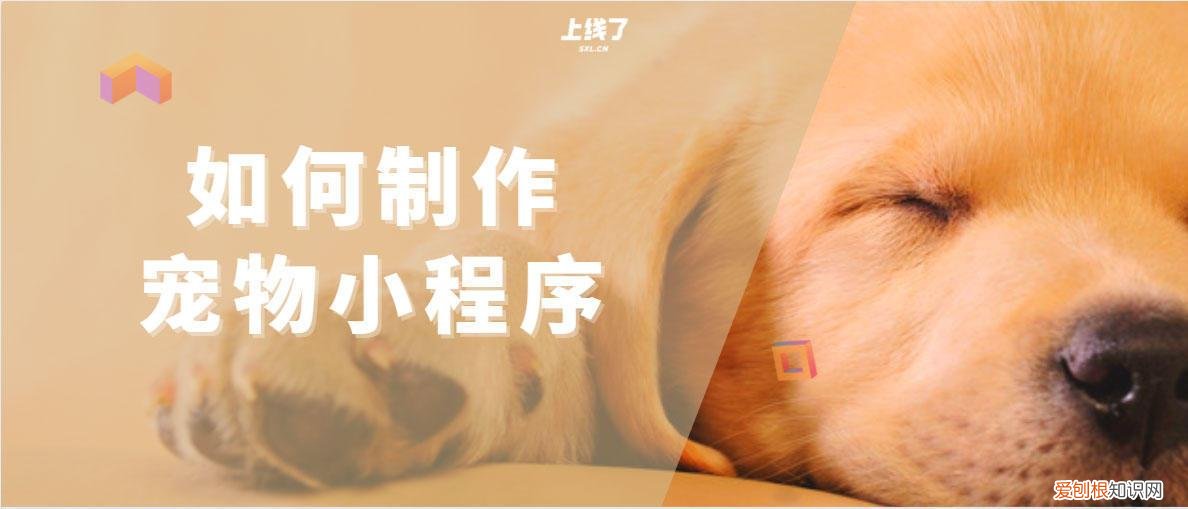 电子宠物小程序有哪些,认识宠物小程序:制作流程、作用科普
