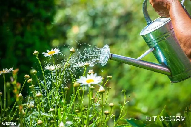 夏天可以买花养吗,立夏已到,养花的朋友要注意这些啦!