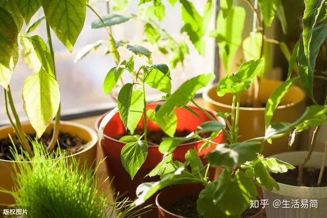 夏天可以买花养吗,立夏已到,养花的朋友要注意这些啦!