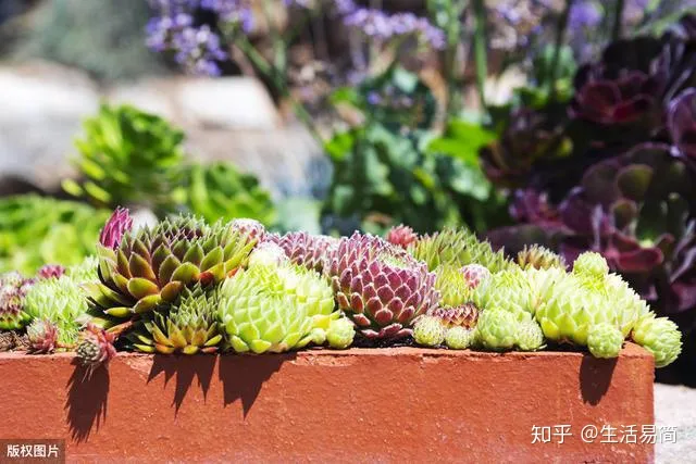 夏天可以买花养吗,立夏已到,养花的朋友要注意这些啦!