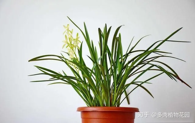 养花的八大问题,家庭养花注意这几个方面,养一盆活一盆