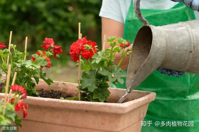 养花的八大问题,家庭养花注意这几个方面,养一盆活一盆