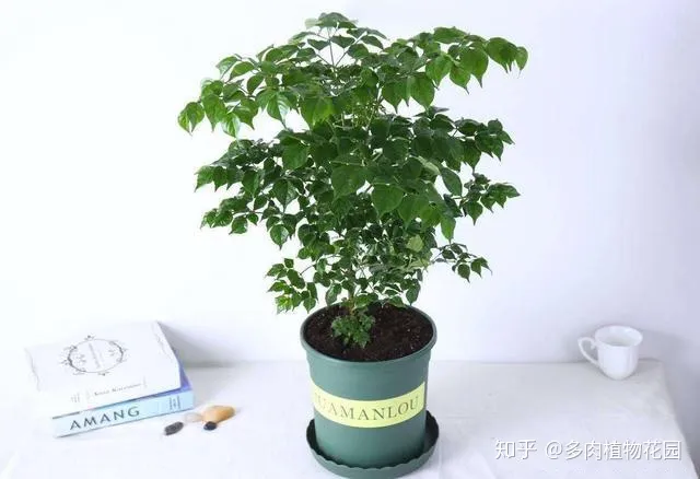 养花的八大问题,家庭养花注意这几个方面,养一盆活一盆