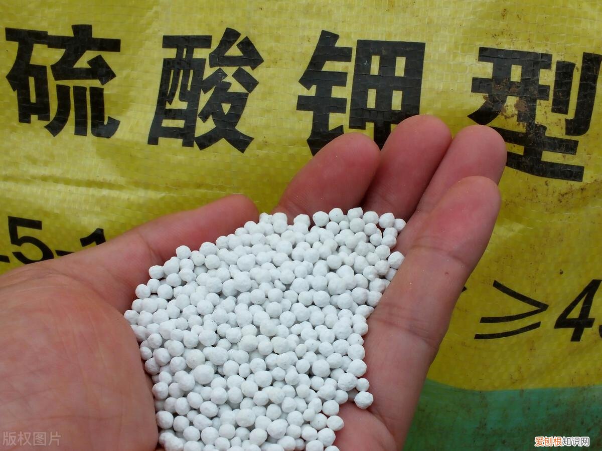问一下养花专家香雪兰不开花下边长球球吗?,养花每年花几千块?聊聊养花的13个冷知识,让你不再花冤枉钱