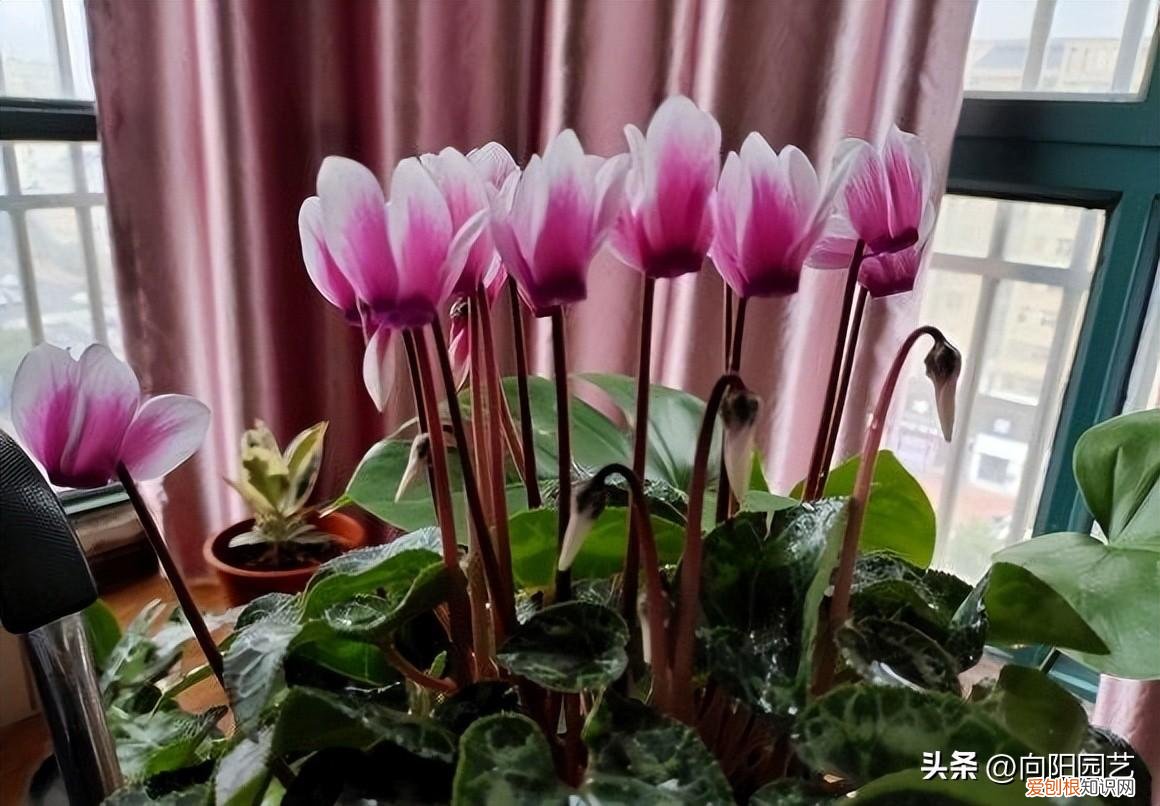 春节常买的花,最便宜的年宵花,花市6块1盆,开花60天,摆在客厅也很美