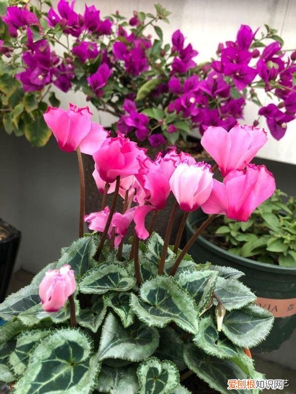 春节常买的花,最便宜的年宵花,花市6块1盆,开花60天,摆在客厅也很美