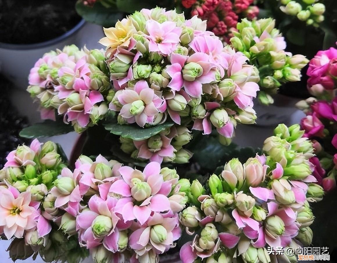 春节常买的花,最便宜的年宵花,花市6块1盆,开花60天,摆在客厅也很美