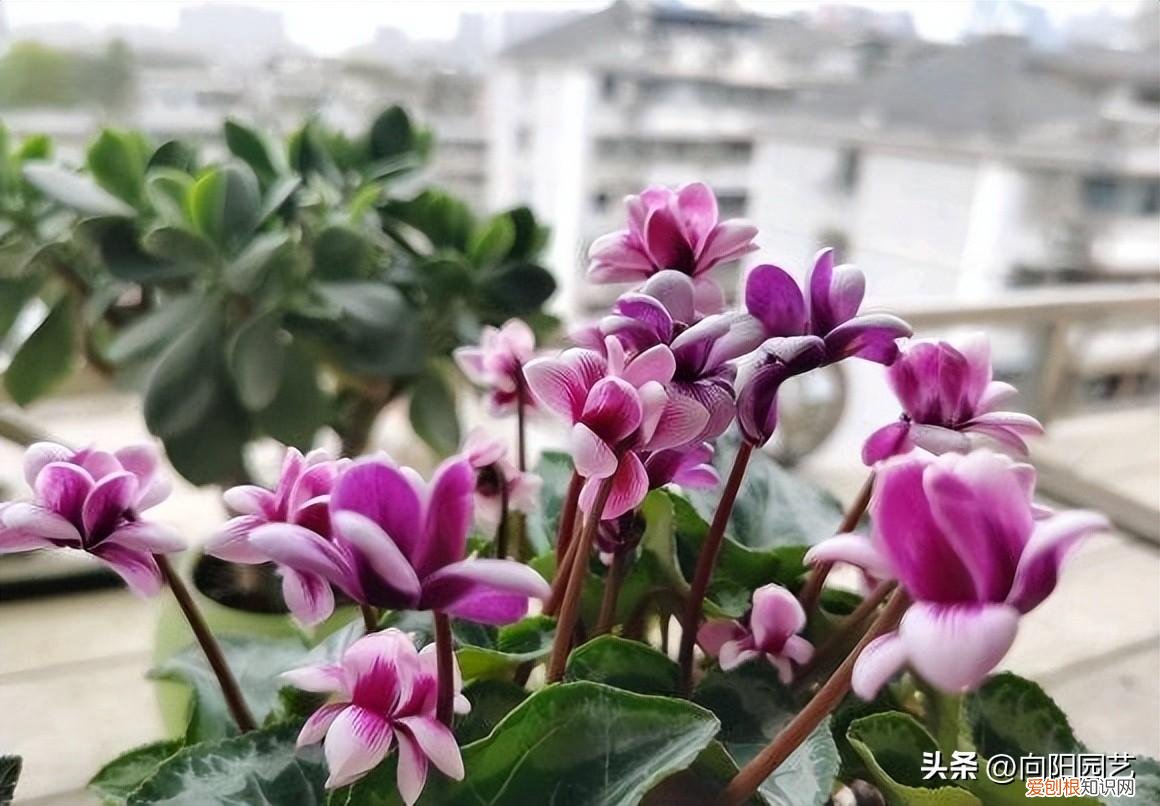 春节常买的花,最便宜的年宵花,花市6块1盆,开花60天,摆在客厅也很美