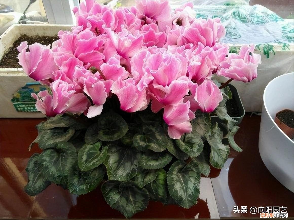 春节常买的花,最便宜的年宵花,花市6块1盆,开花60天,摆在客厅也很美