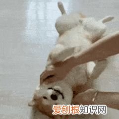 宠物养护小知识,养宠必须知道的基本知识!