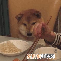 宠物养护小知识,养宠必须知道的基本知识!