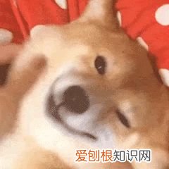 宠物养护小知识,养宠必须知道的基本知识!