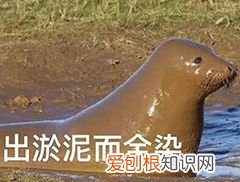 宠物养护小知识,养宠必须知道的基本知识!