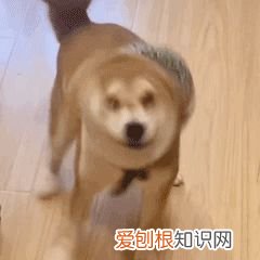 宠物养护小知识,养宠必须知道的基本知识!