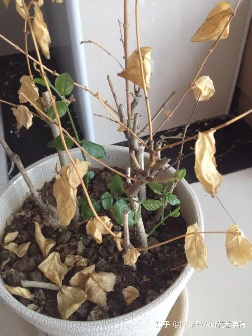 Isunflower花艺学院:不想当植物杀手?8大养花技巧帮你养好花