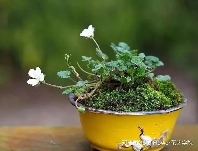 Isunflower花艺学院:不想当植物杀手?8大养花技巧帮你养好花